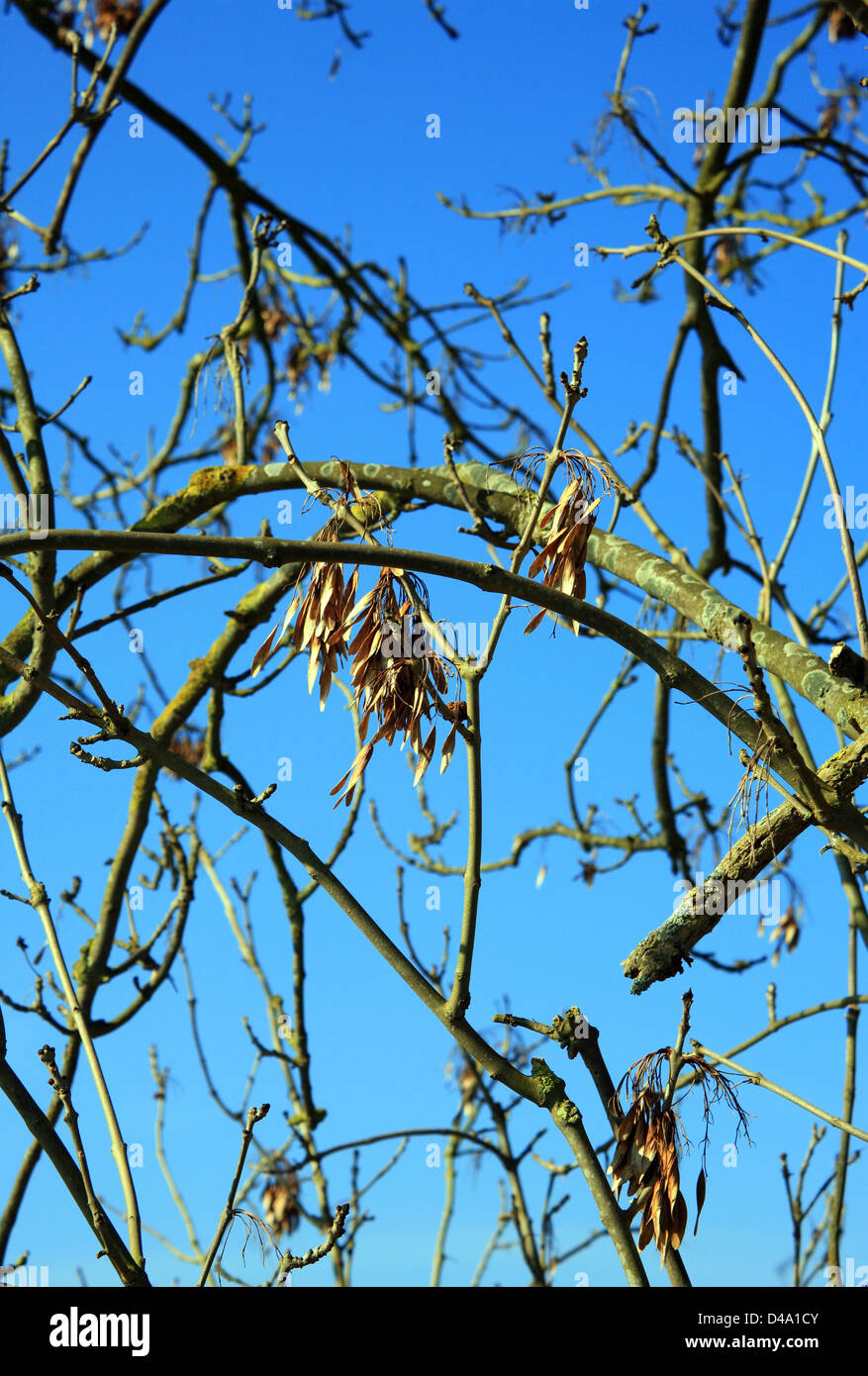 Asche Bäume im Winter bei Hotfield, Ashford, Kent, Vereinigtes Königreich Stockfoto