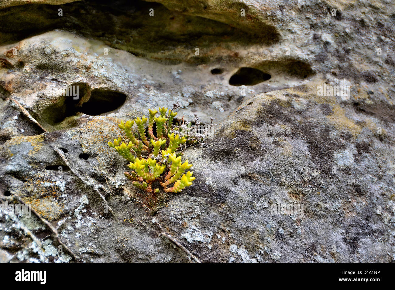 eine Pflanze wächst und lebt auf einem Felsen Stockfoto