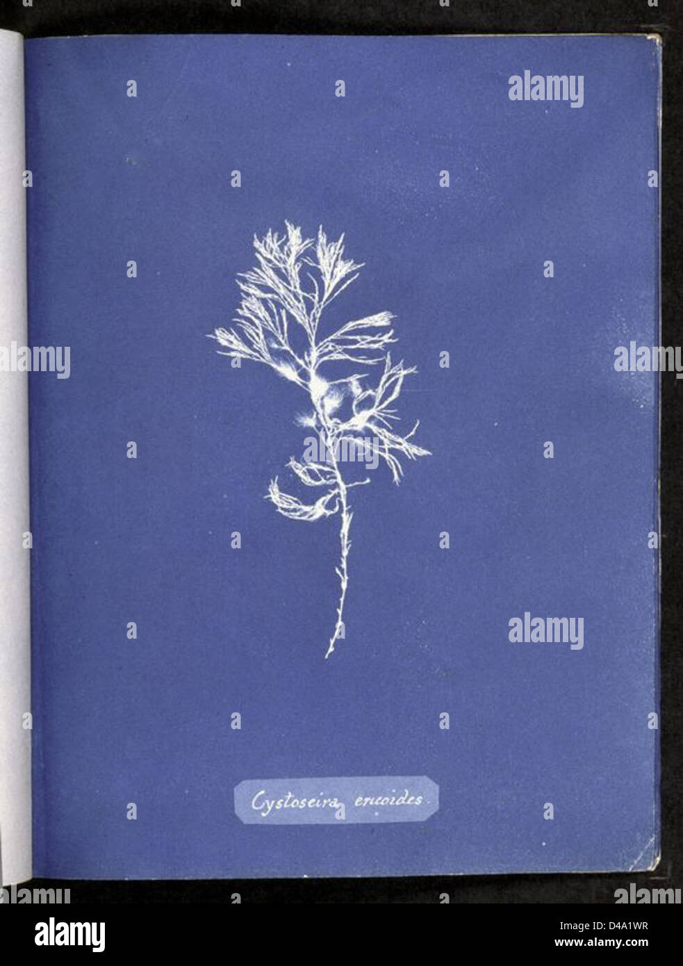 Cystoseira Tamariscifolia Stockfotos und bilder Kaufen Alamy