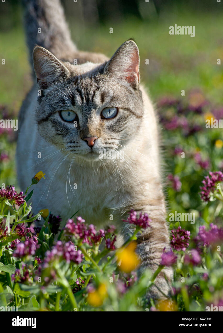 eine Tabbykatze schlich zwischen wilden Blumen Stockfoto