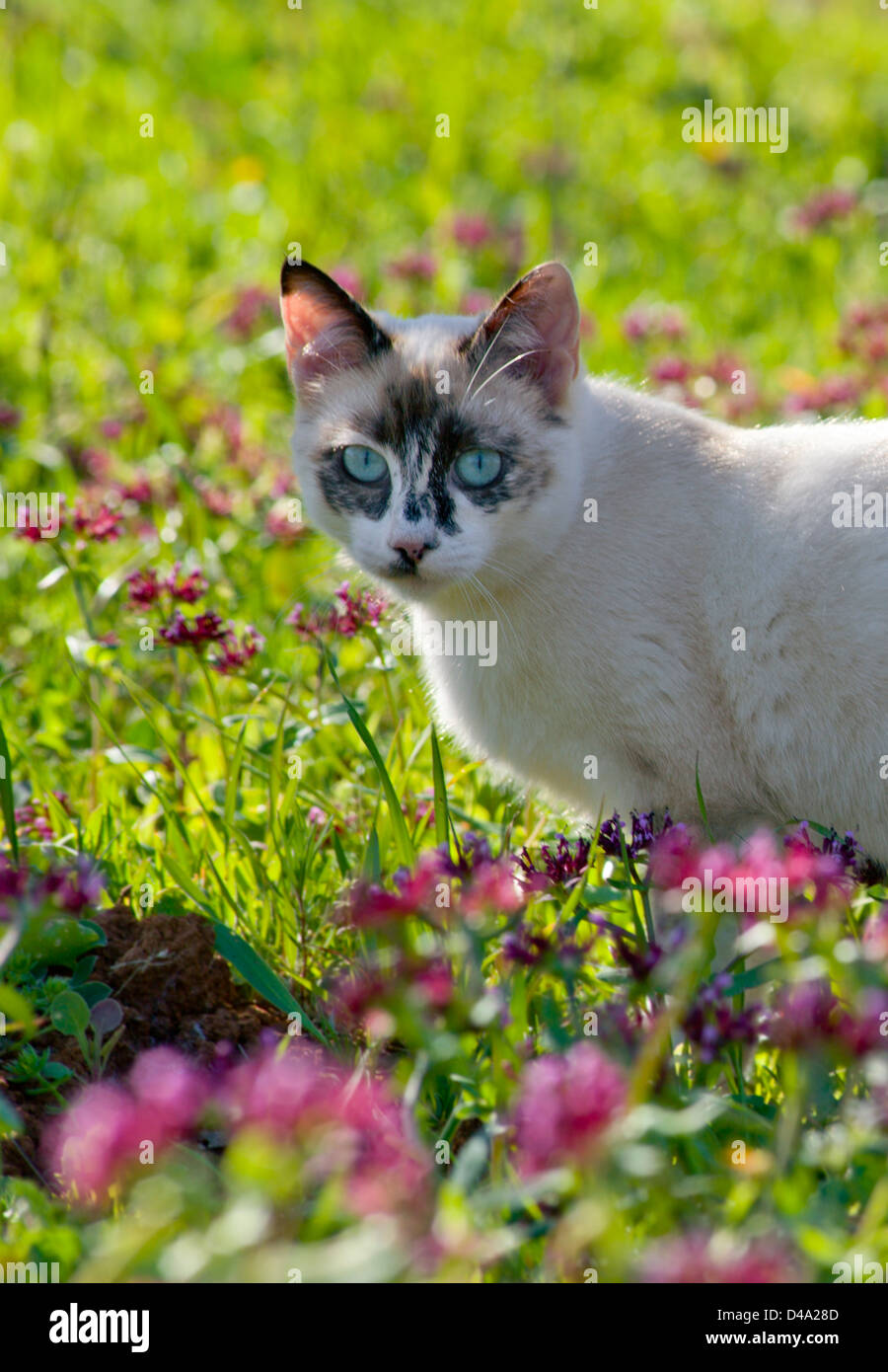 junge aktive Schildpatt Katze unter wilden Blumen Stockfoto