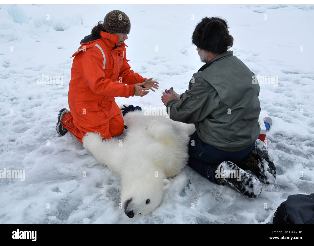George Durner ein polarer Forscher aus dem US Geological Survey übergibt Fläschchen Christina Galvin nach Sammeln von Blutproben aus einem beruhigten Polar Bear Cub 5. Oktober 2009 im arktischen Ozean. Die Coast Guard Cutter Polar Sea transportiert die Wissenschaftler in die hohe Arktis um Eisbär-Forschung zu betreiben. Stockfoto