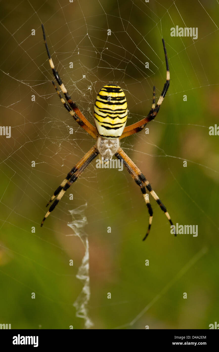 Argiope Spider im web Stockfoto