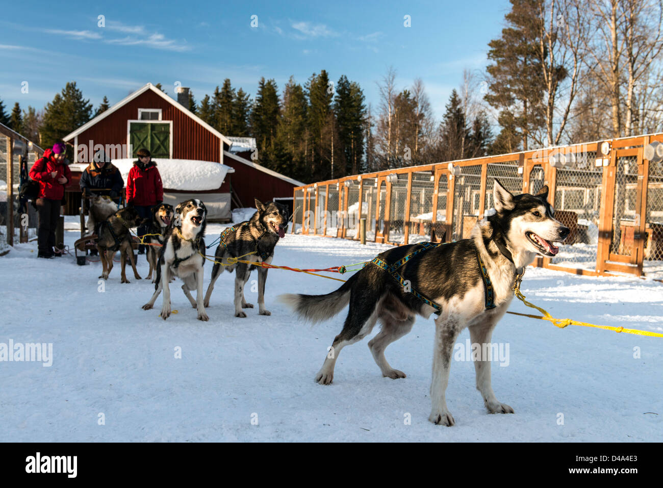 Hundeschlitten unter der Leitung von husky Hunde schwedische Lappland Schweden Skandinavien Stockfoto