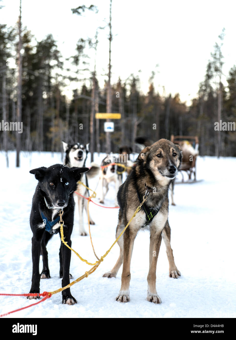 Hundeschlitten unter der Leitung von husky Hunde schwedische Lappland Schweden Skandinavien Stockfoto