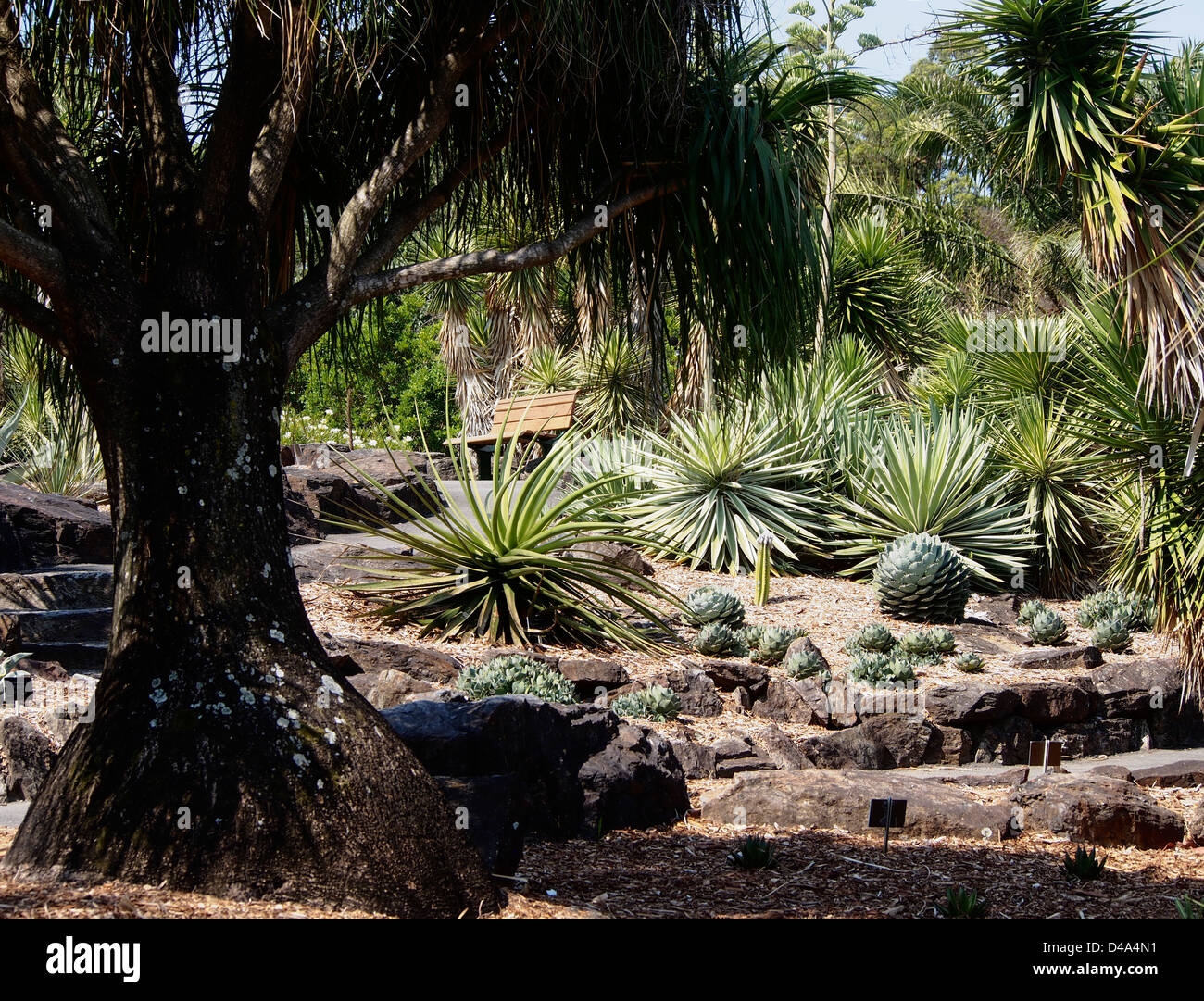 MOUNT COOT-THA BOTANISCHEN GÄRTEN BRISBANE QUEENSLAND AUSTRALIEN Stockfoto