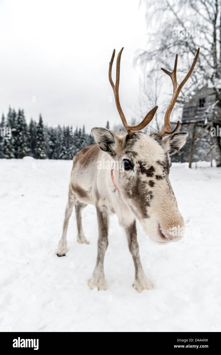 Rentier in Schwedisch-Lappland Schweden Skandinavien Stockfoto