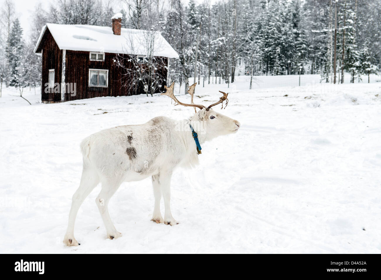Rentier in Schwedisch-Lappland Schweden Skandinavien Stockfoto