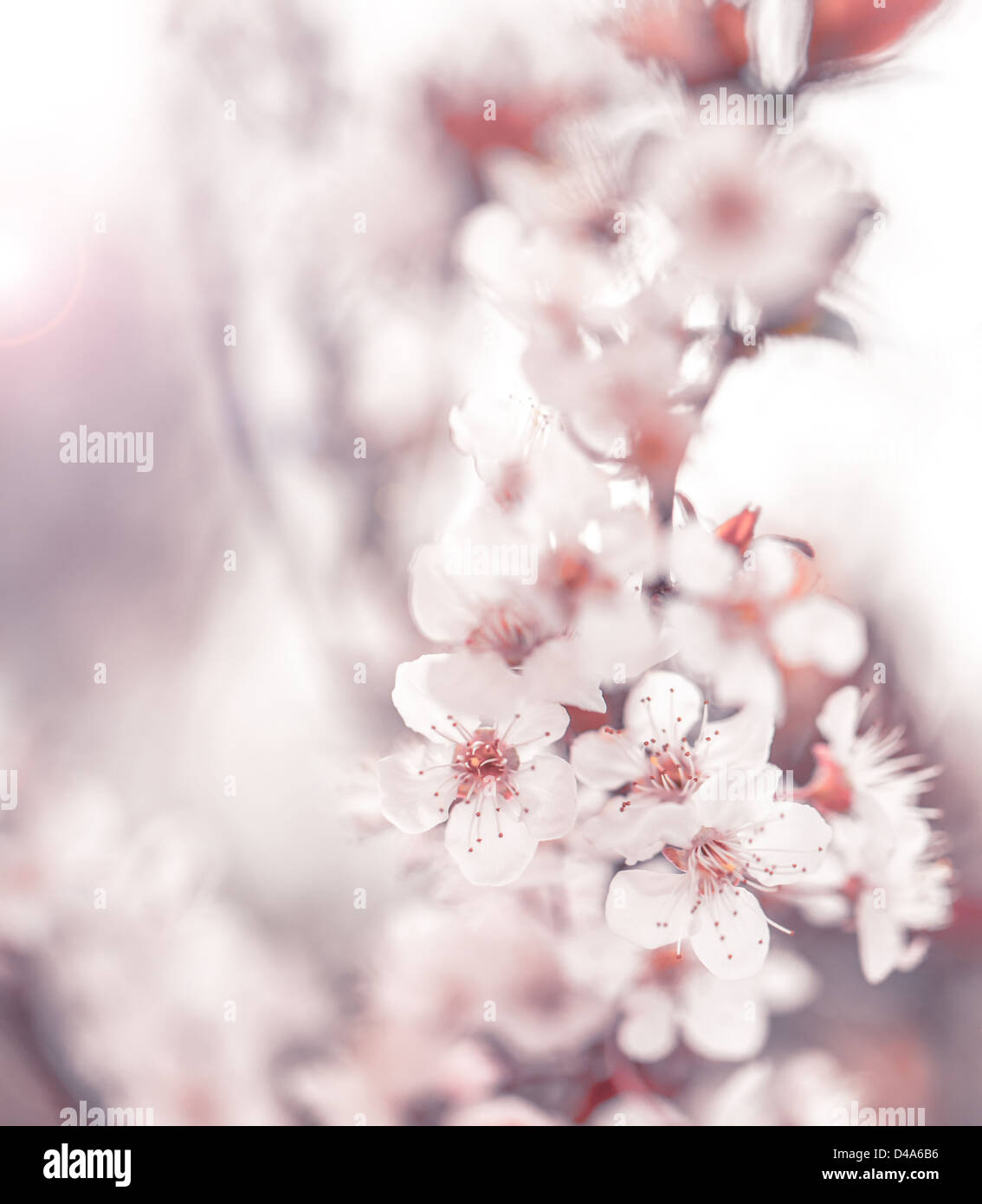 Bild der schönen Kirschblüten, abstrakte natürlichen Hintergrund, bildende Kunst, Frühling Jahreszeit, Apfel blühen im sonnigen Tag Stockfoto