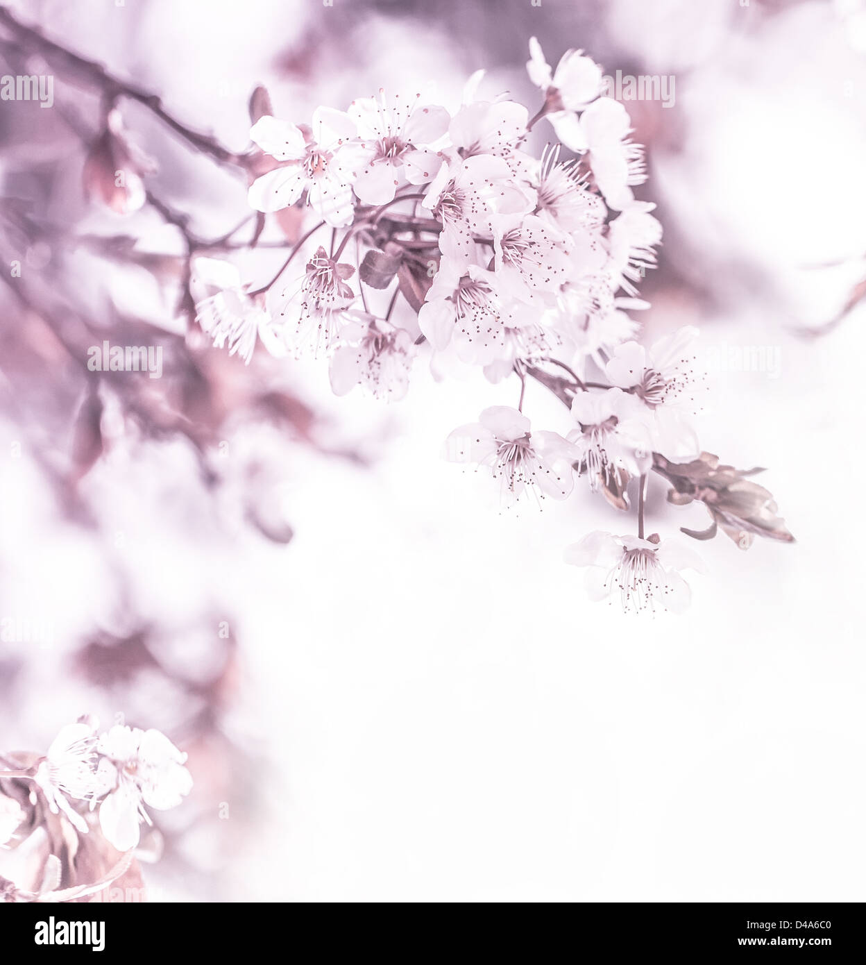 Bild von sanften weißen Kirschenblüten am Baum im sonnigen Tag, floral Grenze, Apple blühen im Garten, Frühling-Natur Stockfoto