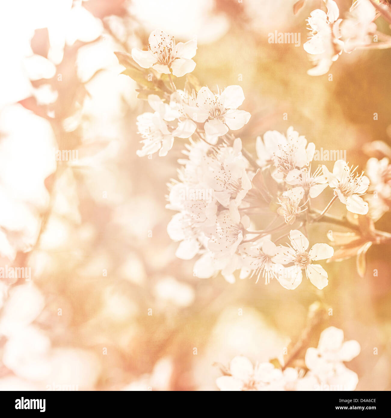 Bild der schönen Apfel Baum Blüte, abstrakte natürlichen Hintergrund, Grunge orange Foto, Kunst, Frühling Stockfoto