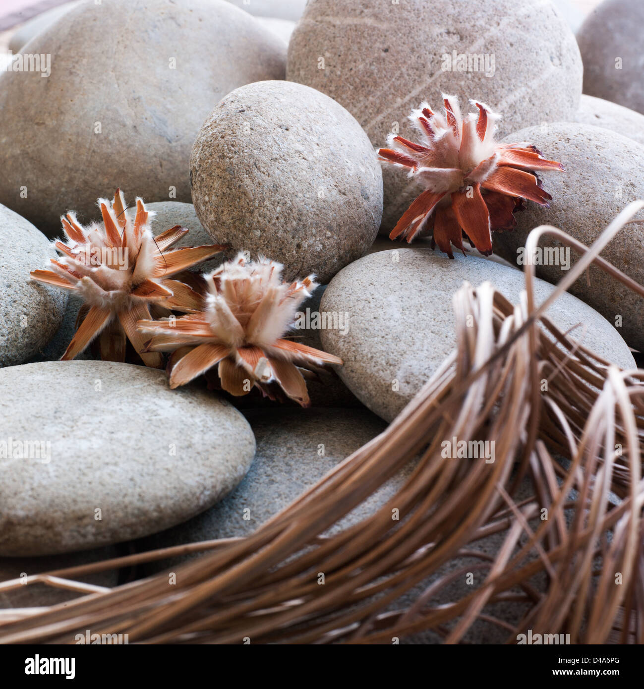 getrocknete Pflanzen auf Zen Pebble Hintergrund Stockfoto