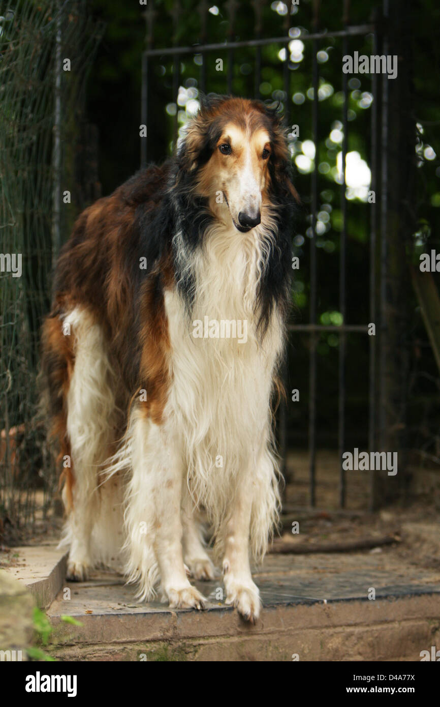 Hund-Barzoi / Barsoi / Russian Wolfhound / Barsoi Erwachsenen stehen Stockfoto
