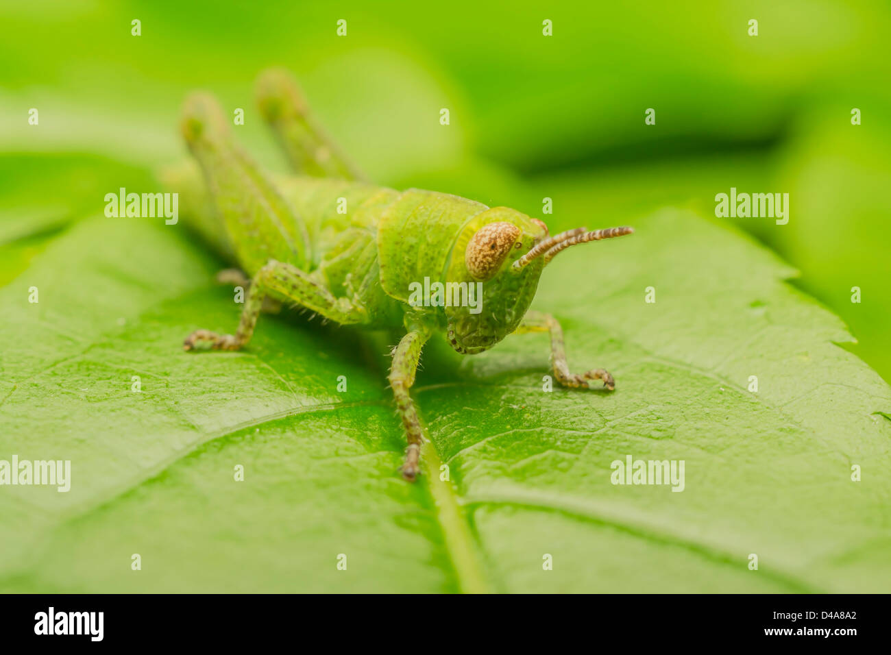 Grüne Cricket Stockfoto