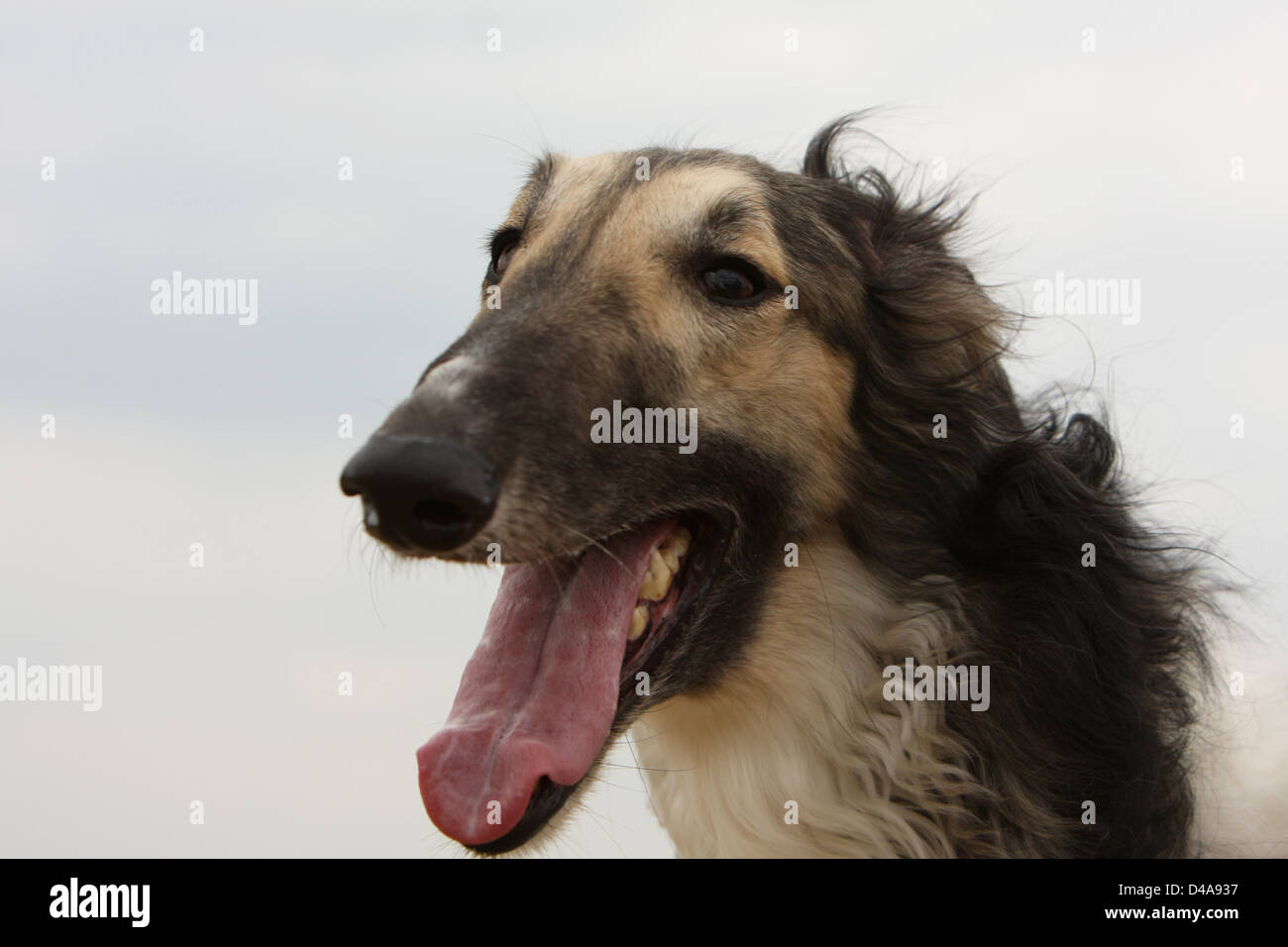 Hund-Barzoi / Barsoi / Russian Wolfhound / Barsoi Erwachsenen Porträt Stockfoto