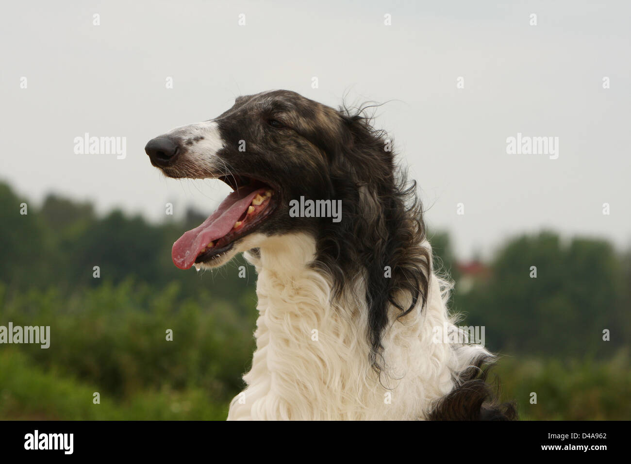Hund-Barzoi / Barsoi / Russian Wolfhound / Barsoi Erwachsenen Porträt Stockfoto