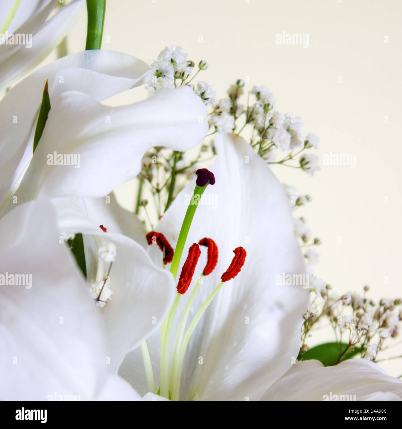 Nahaufnahme des weißen Calla Lilly, geringe Schärfentiefe Stockfoto