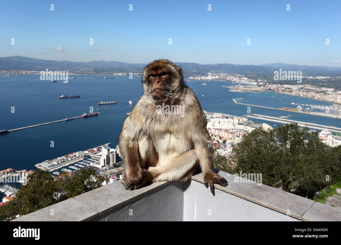 Ein Berberaffe sitzt auf einem Zaun an der Bergstation der Seilbahn Gibraltar Stockfoto