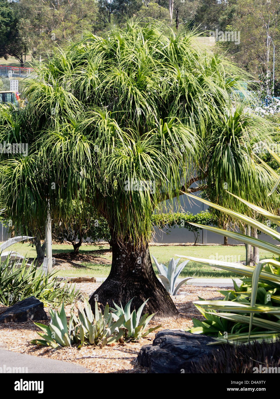 BEISPIEL FÜR DEN BAUMBERG COOT-THA BOTANICAL GARDENS BRISBANE QUEENSLAND AUSTRALIEN Stockfoto