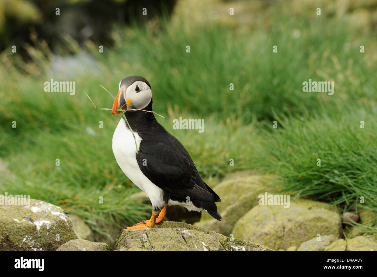 Papageitaucher auf den Farne Islands mit Nistmaterial stehend Stockfoto