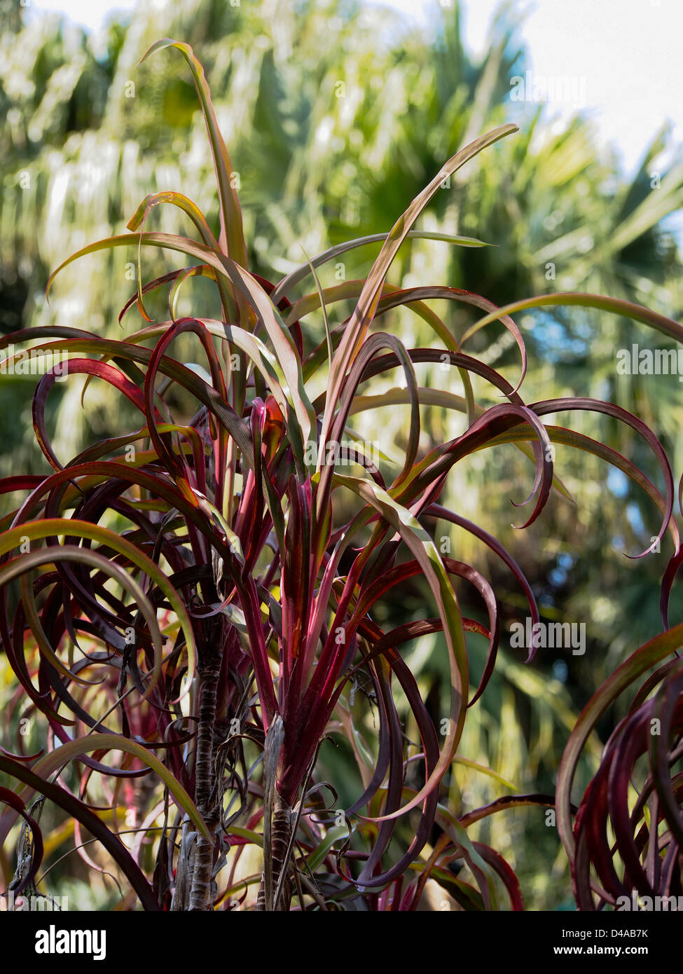 MOUNT COOT-THA BOTANISCHEN GÄRTEN BRISBANE QUEENSLAND AUSTRALIEN Stockfoto