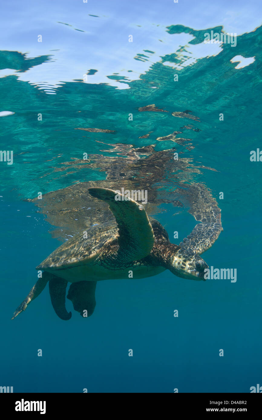 Grüne Meeresschildkröte schwimmt vor der Küste von Maui, Hawaii. Stockfoto