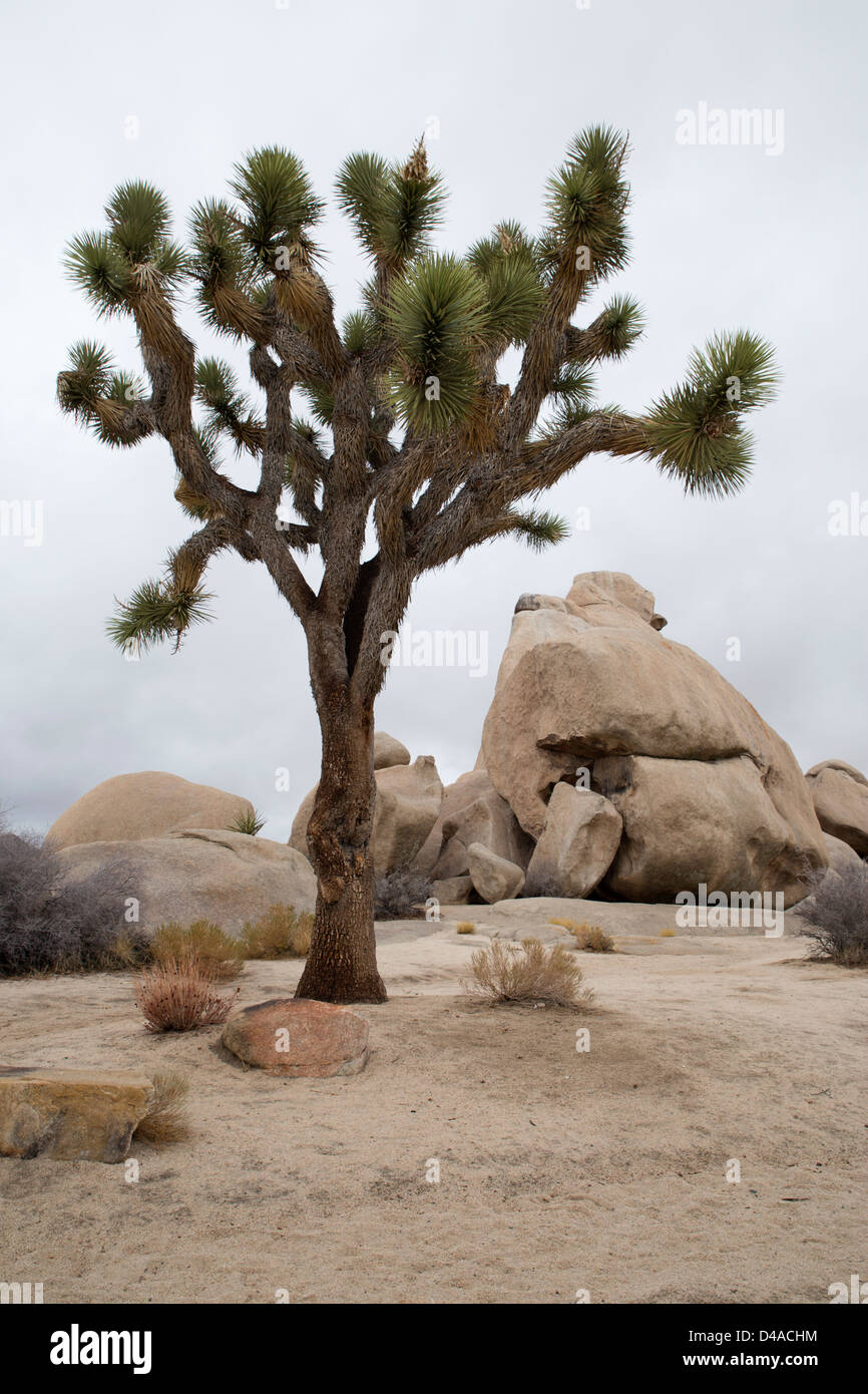 Joshua Baum in Joshua Tree Nationalpark, Kalifornien, USA Stockfoto