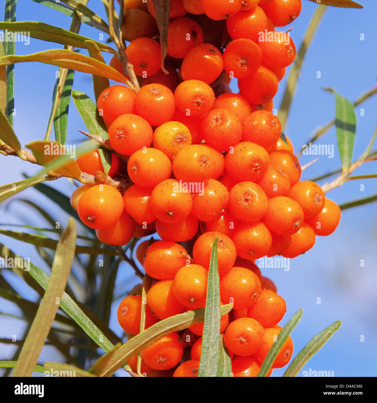 Sanddorn - Sanddorn 43 Stockfoto