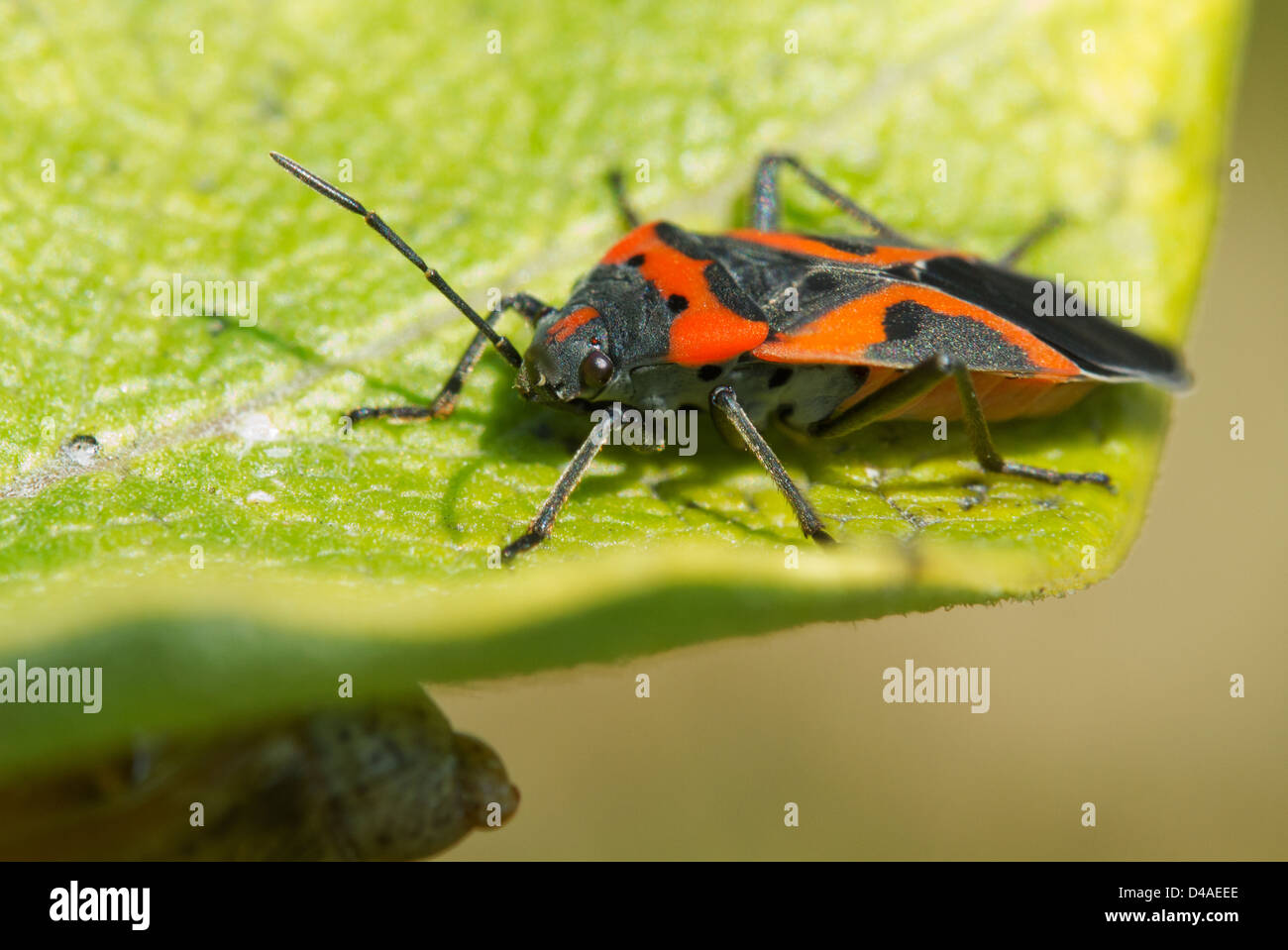 Kleine Wolfsmilch Bug - Lygaeus Kalmii im Herbst Stockfoto