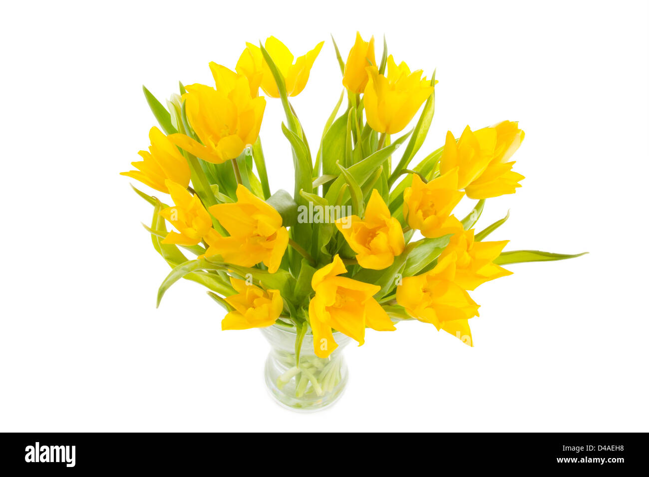 gelbe Tulpen in einer Vase auf einem weißen Hintergrund Stockfoto