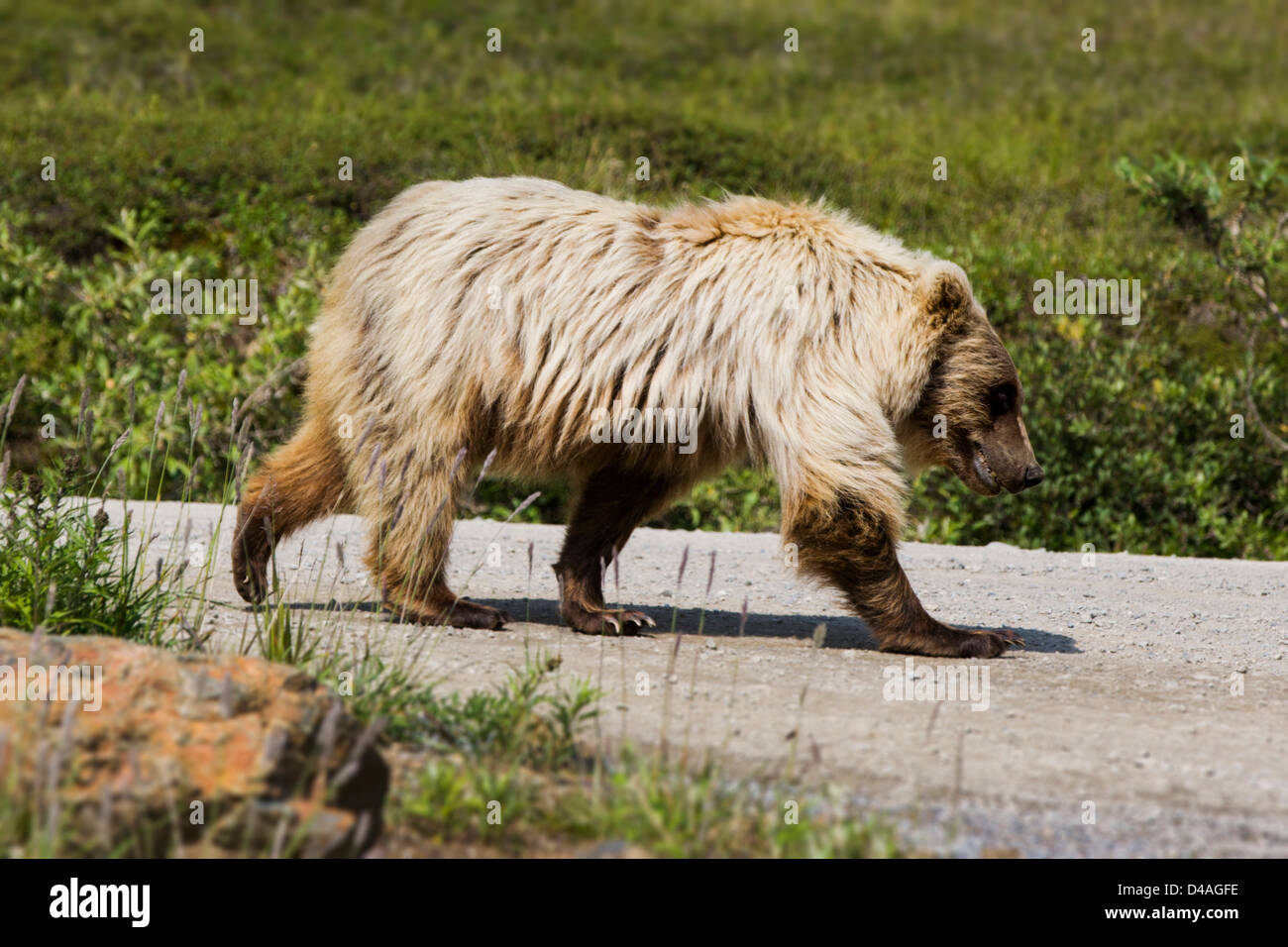 Grizzly Bär (Ursus Arctos Horribilis), in der Nähe von Autobahn Pass, Denali National Park & Preserve, Alaska, USA Stockfoto
