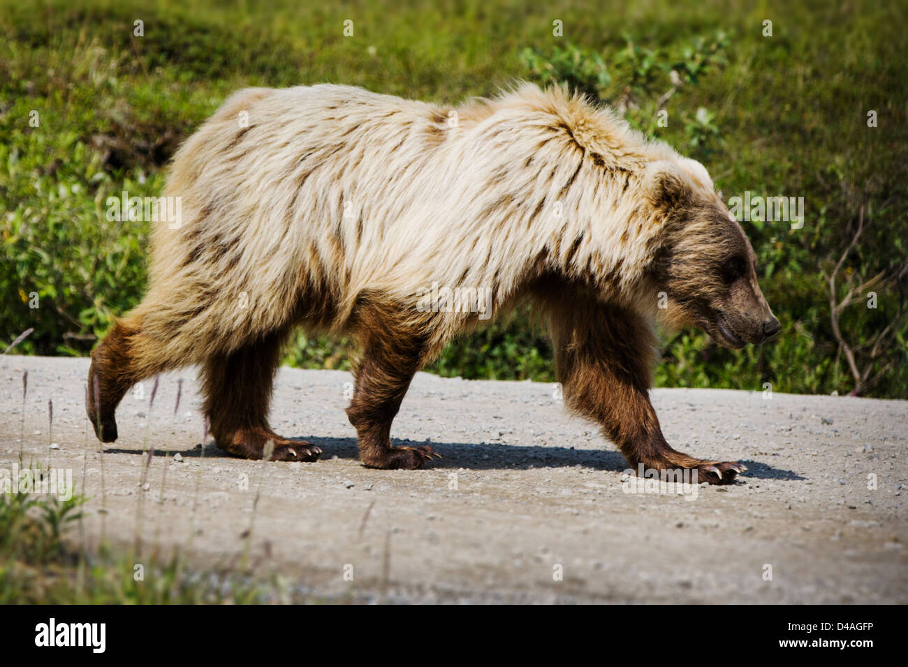 Grizzly Bär (Ursus Arctos Horribilis), in der Nähe von Autobahn Pass, Denali National Park & Preserve, Alaska, USA Stockfoto