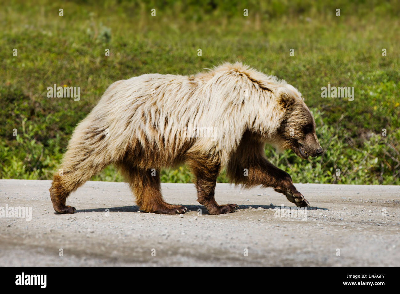Grizzly Bär (Ursus Arctos Horribilis), in der Nähe von Autobahn Pass, Denali National Park & Preserve, Alaska, USA Stockfoto