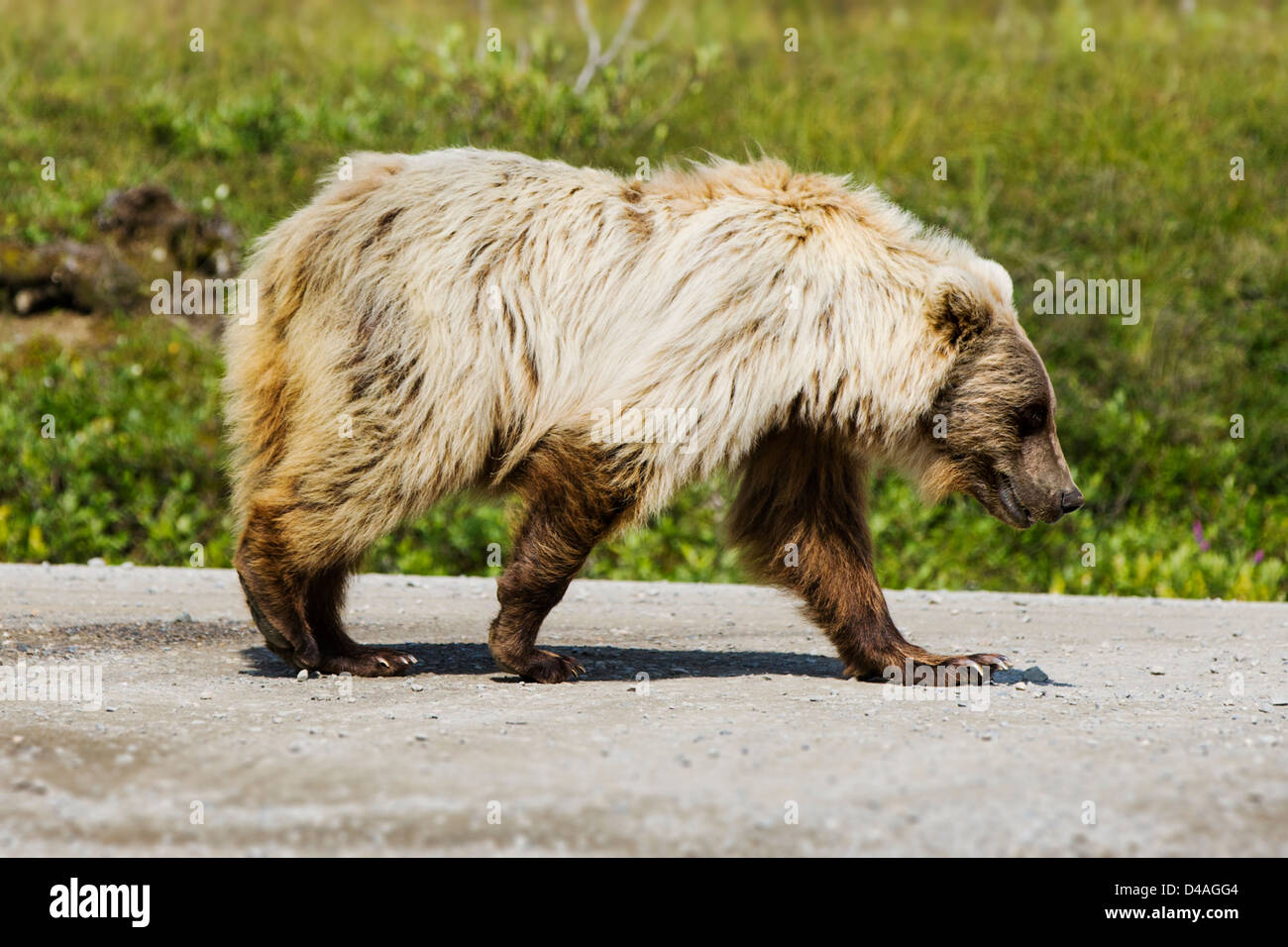 Grizzly Bär (Ursus Arctos Horribilis), in der Nähe von Autobahn Pass, Denali National Park & Preserve, Alaska, USA Stockfoto