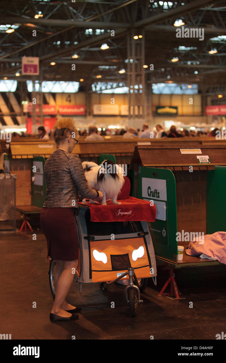 Die 2013 Crufts Championship Dog Show statt, bei der nationalen Ausstellung Centre, Birmingham, Vereinigtes Königreich im Zeitraum 07-10 März 2013. Crufts begann im Jahre 1891. • In den letzten zehn Jahren, Crufts hat £135.500 für die Kennel Club Charitable Trust (KCCT) Hund Aussteller allein. Die KCCT verteilt Geld Hund Re-homing Hilfe Hund Wohltätigkeitsorganisationen und Mittel-Forschung, die mit dem Verständnis und der Vorbeugung von Hundekrankheiten hilft. Z. B. Spenden aus der KCCT haben dazu beigetragen, einen DNA-Test zu erstellen, der CLAD, eine Krankheit beseitigt hat, die frühen Tod in Irish Red Setter Welpen verursacht. Die K Stockfoto