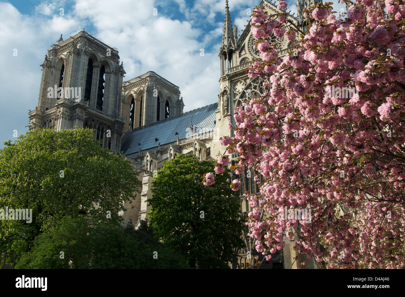 Französische gotische Kathedrale Notre-Dame von der Square du Jean XXIII betrachtet. Es ist Frühling und die Bäume fallen in rosa Blüte. Paris, Frankreich. Stockfoto