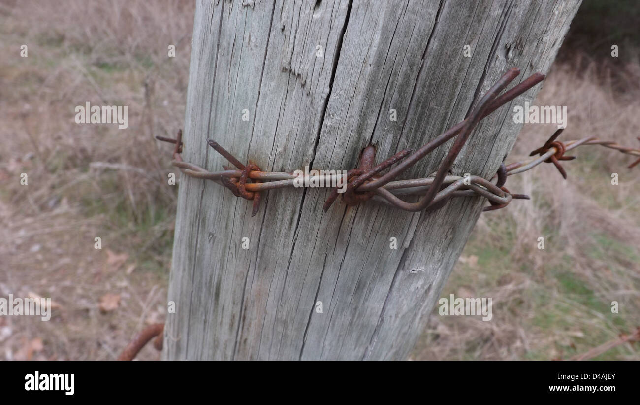 Verschiedene Aufnahmen der Natur. Stockfoto