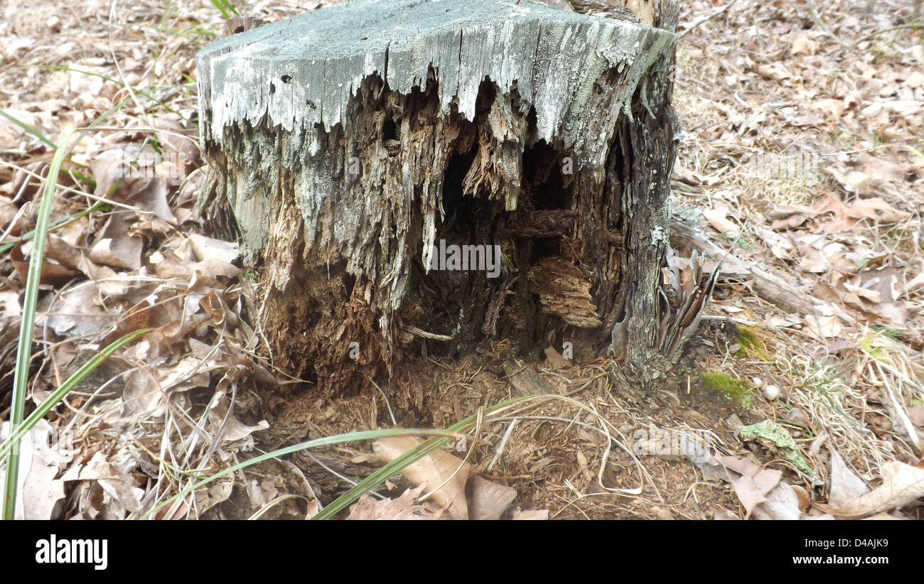 Verschiedene Aufnahmen der Natur. Stockfoto