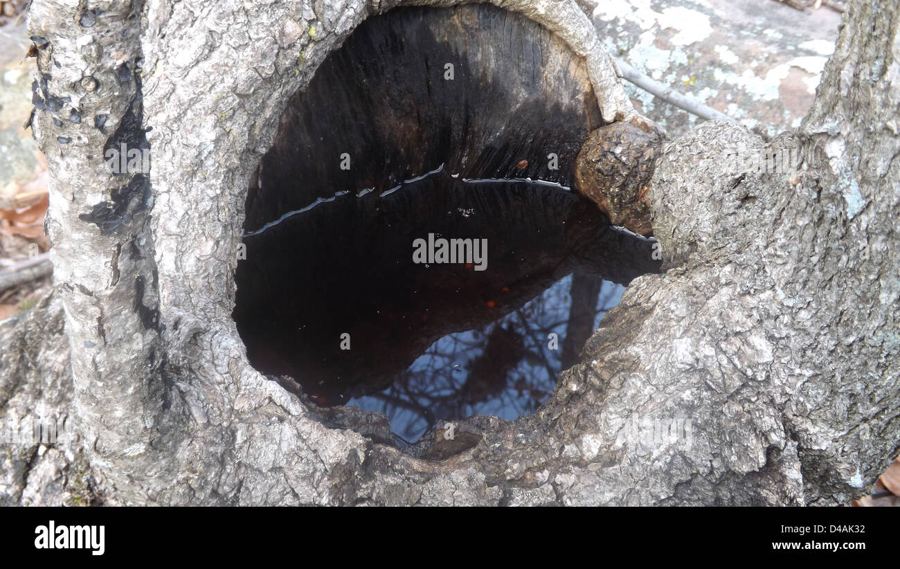 Verschiedene Aufnahmen der Natur. Stockfoto