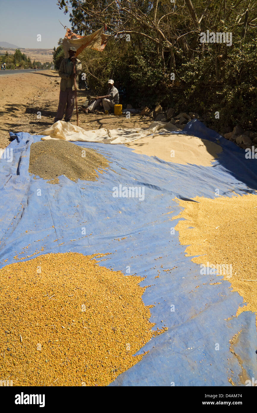 Trocknung von Getreide durch am Straßenrand, Nord-Äthiopien, Afrika Stockfoto