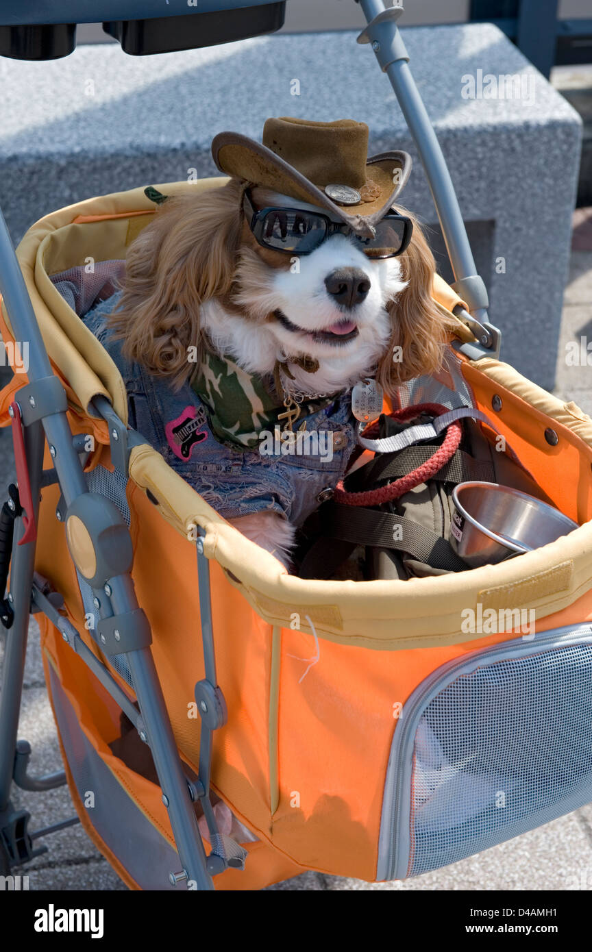 Dress up Ihr Hund in einem albernen Kostüm und parade ihn rund um die Stadt in einen Kinderwagen.  Willkommen Sie bei japanischen Popkultur! Stockfoto