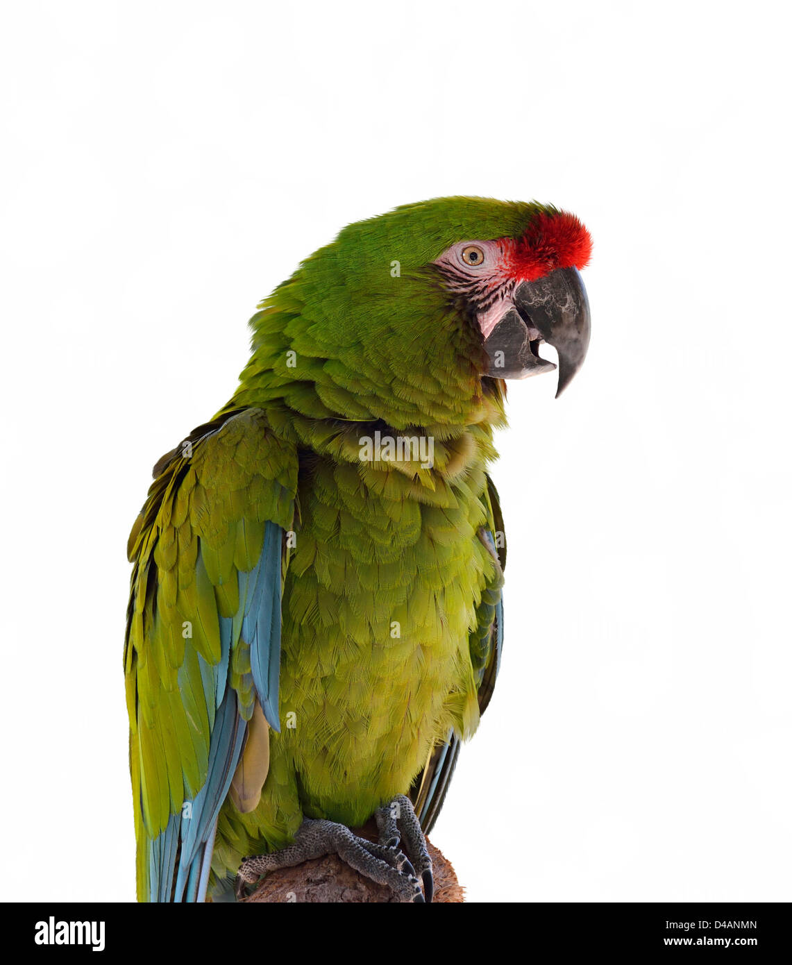 Bunte grüne Papagei Ara auf einem Ast Stockfoto