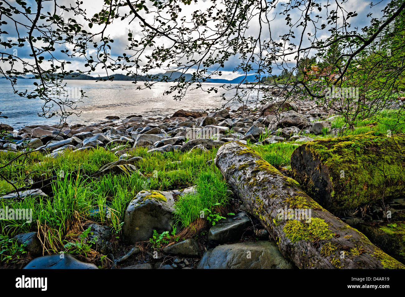 Driftwood entlang der felsigen Küste des Sitka Sound in der Nähe von Sitka, Alaska, USA. Stockfoto