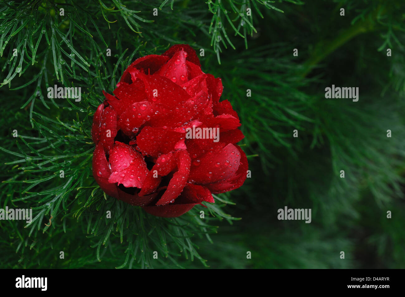 Farn Blatt Pfingstrose Blume (Paeonia Tenuifolia) Stockfoto