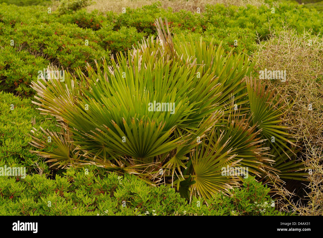 Zwerg Zwergpalme Chamaerops Humilis, Putzu Idu, Oristano, Sardinien, Italien Stockfoto
