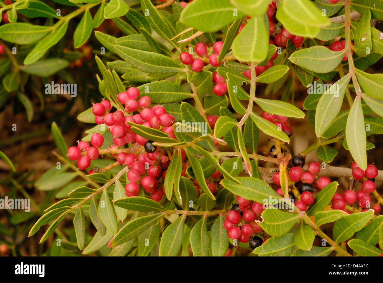 Lindenbaum Augustifolia, Olivella, Oleaceae, Putzu Idu, Oristano, Sardinien, Italien Stockfoto