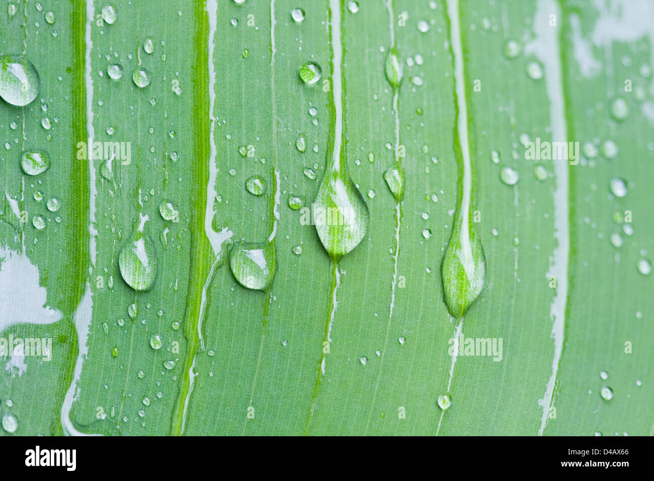 Wassertropfen von Banana leaf Stockfoto