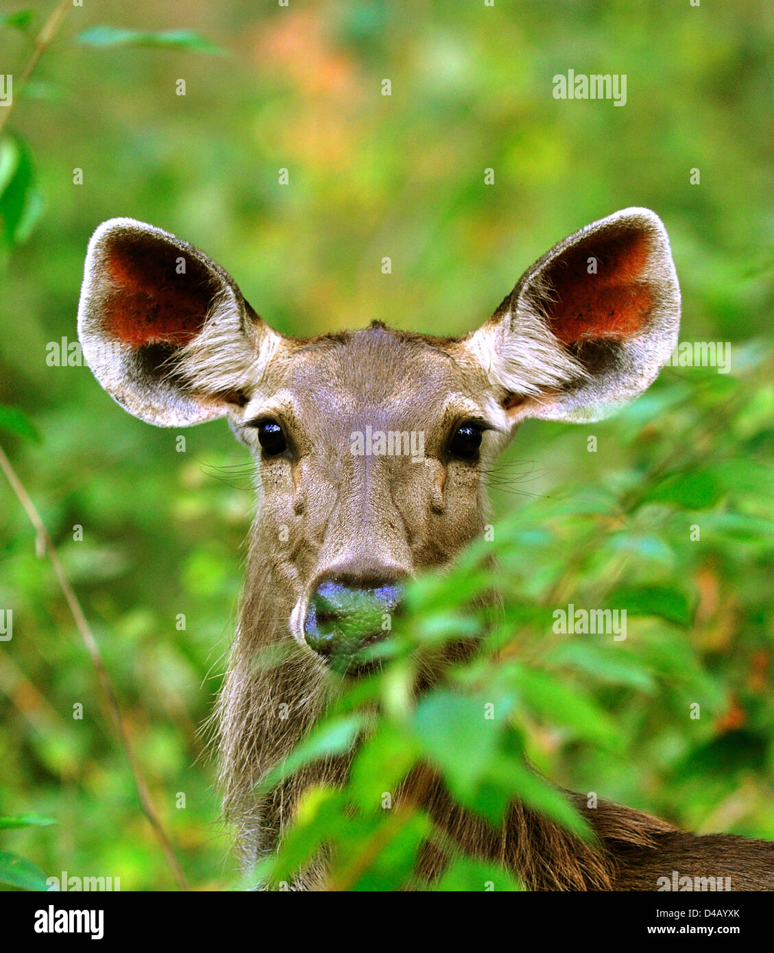 Weibliche Barasingha oder Sumpf Hirsche (Rucervus Duvaucelii Branderi). Stockfoto