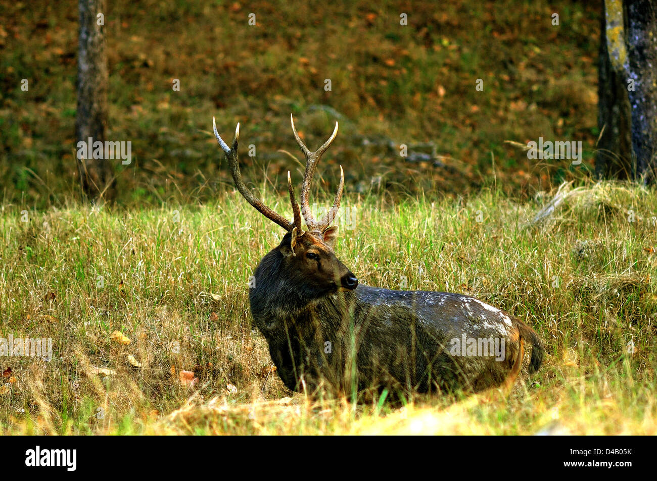 Männliche Barasingha oder Sumpf Hirsch (Rucervus Duvaucelii Branderi) im Kanha National Park. Stockfoto