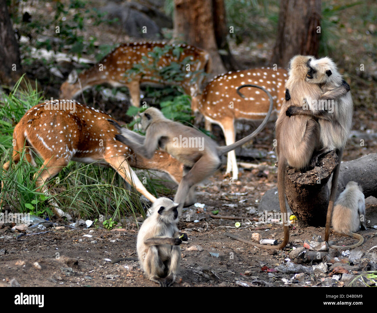 Getuftete grauen Languren (Semnopithecus Priam) ist eine alte Welt-Affe, eine der Arten von Languren, greift eine gefleckte Rehe oder chital, Stockfoto